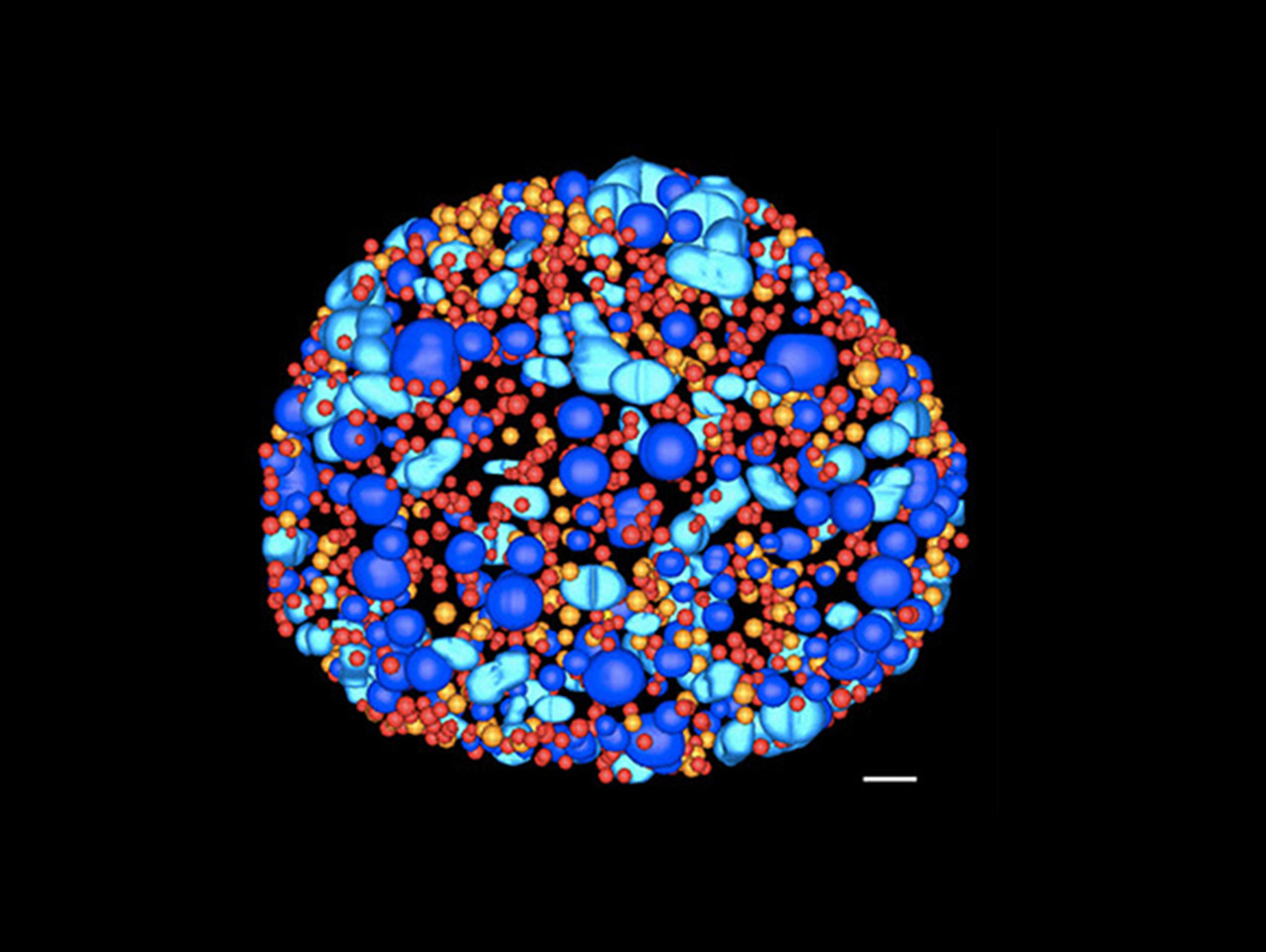 Size matters for Chlamydia